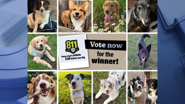 We Energies looking for next 'ambassadog,' cast your vote now