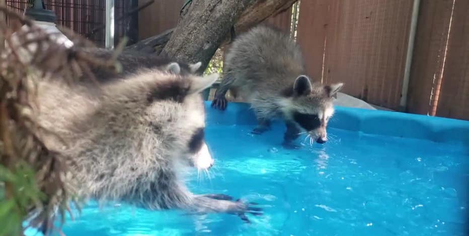 Wildfire smoke in Wisconsin, impact on wildlife and pets