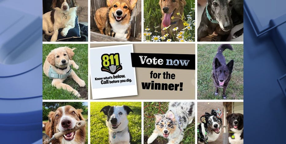 We Energies looking for next 'ambassadog,' cast your vote now