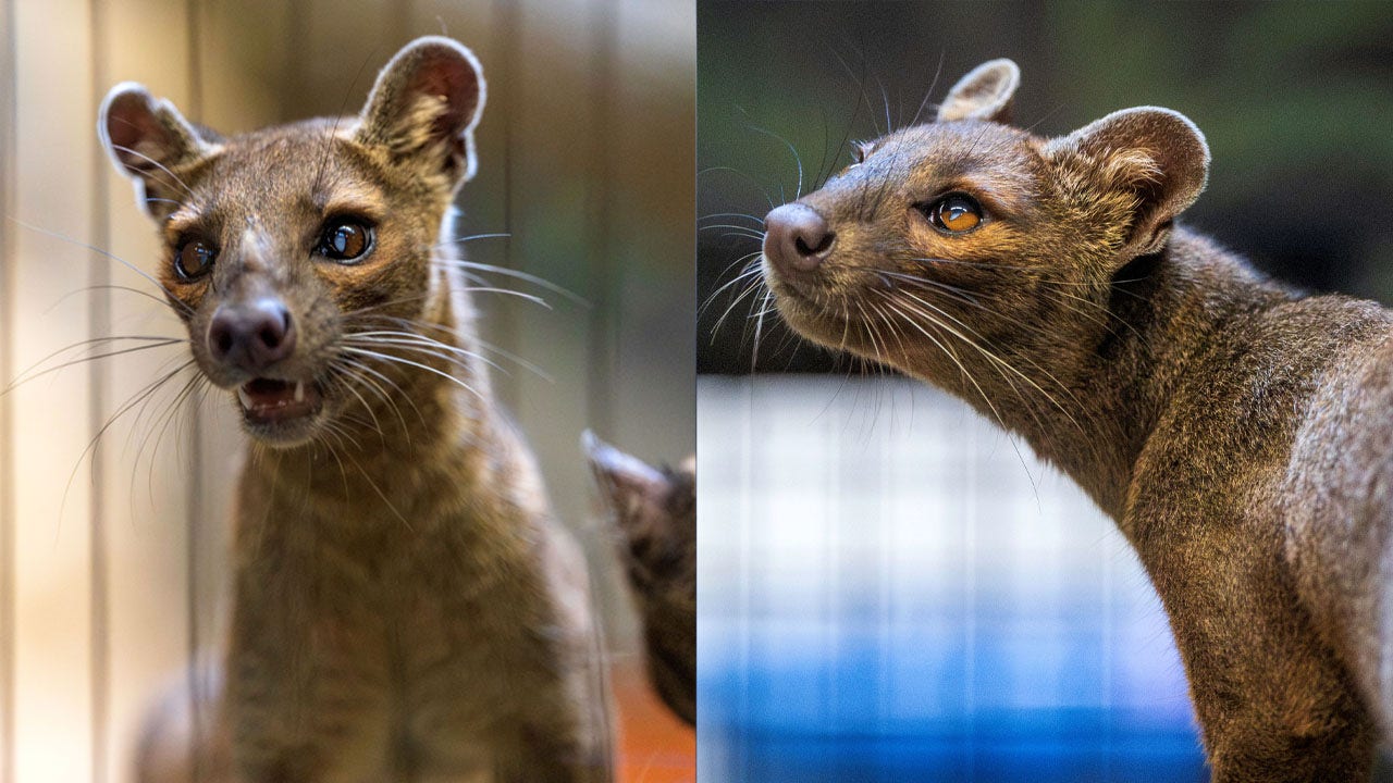 Racine Zoo welcomes Fosa sisters; made trip from Central Florida Zoo