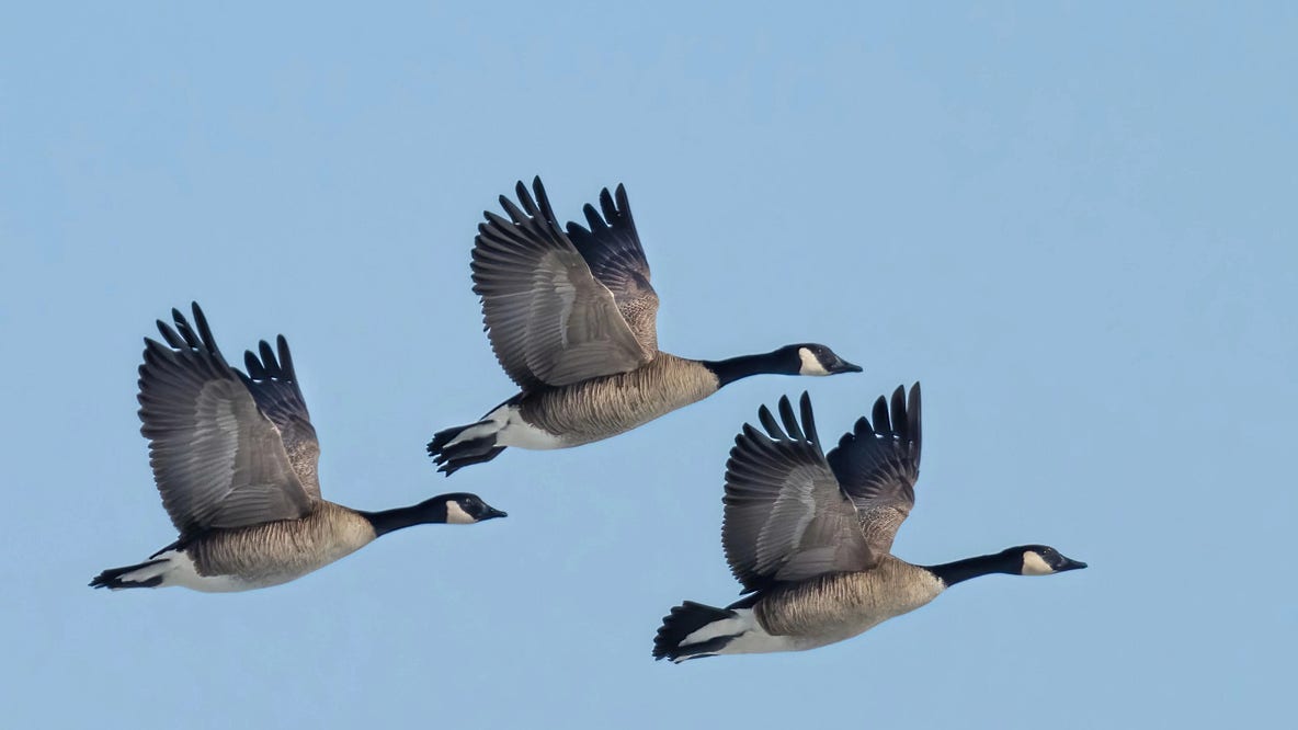 Wisconsin DNR announces early goose hunting season opens Sept. 1