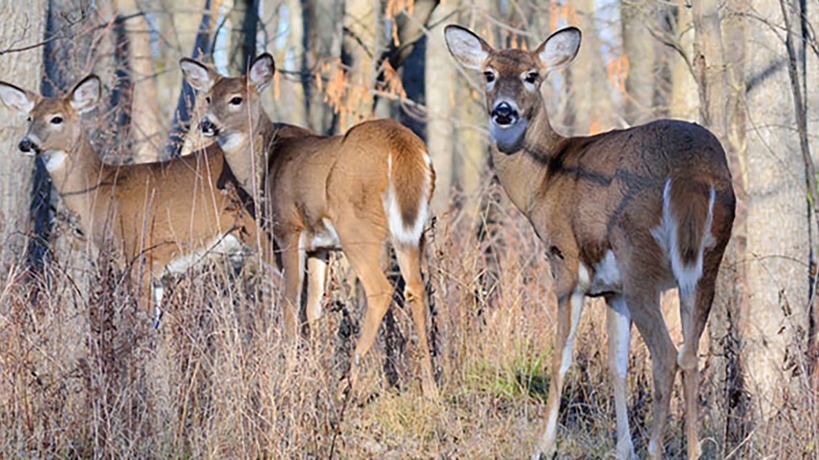 Dozens of deer in Wisconsin dead from EHD