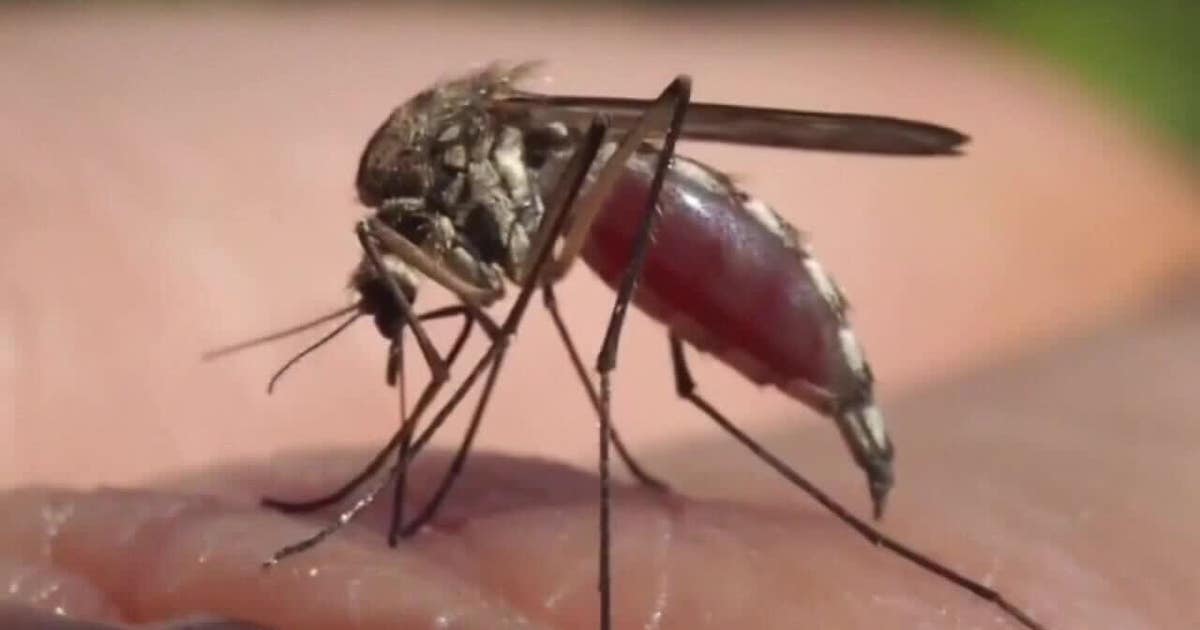 Wauwatosa mosquitoes test positive for West Nile virus, more cases likely