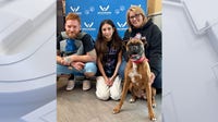 Missing Pennsylvania dog found in Wisconsin, reunited with owners