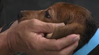 Ridglan Farms beagles: Last dogs released from Wisconsin facility