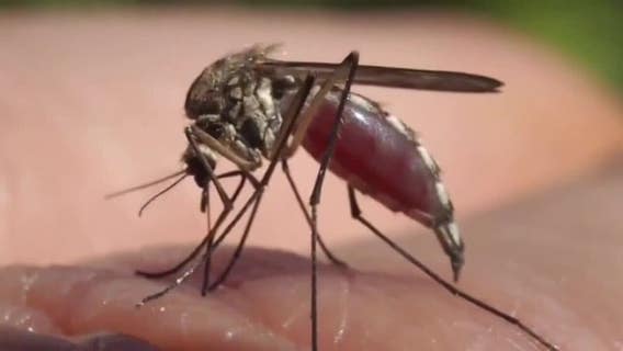 Wauwatosa mosquitoes test positive for West Nile virus, more cases likely