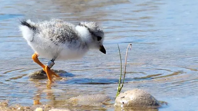 Wisconsin Point sees first piping plover nesting in nearly 50 years