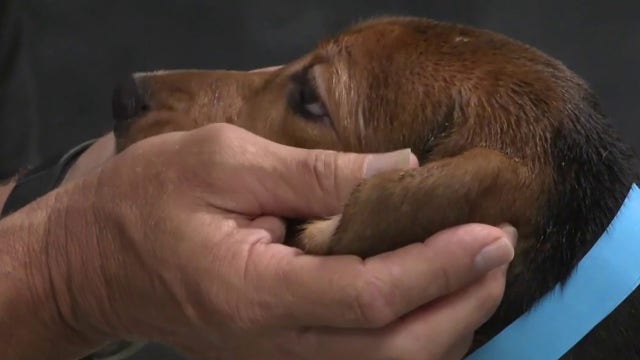 Ridglan Farms beagles: Last dogs released from Wisconsin facility