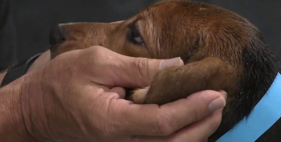 Ridglan Farms beagles: Last dogs released from Wisconsin facility