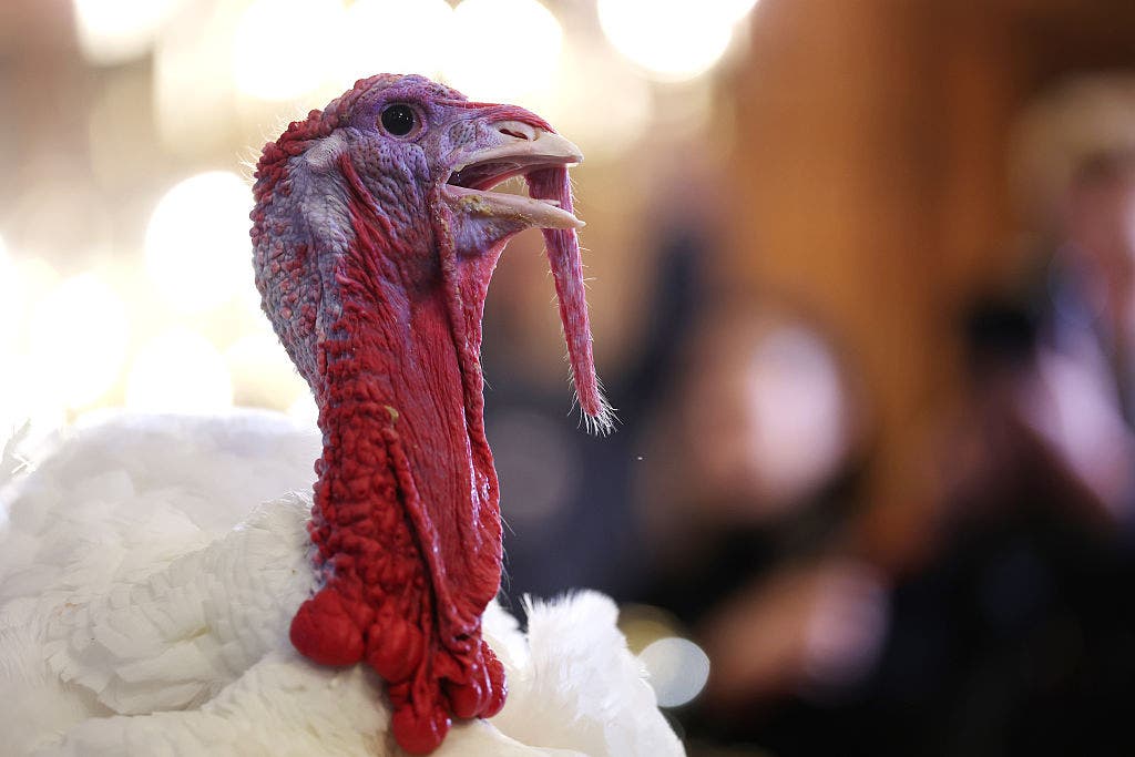 Bird flu confirmed in Barron County commercial poultry flock