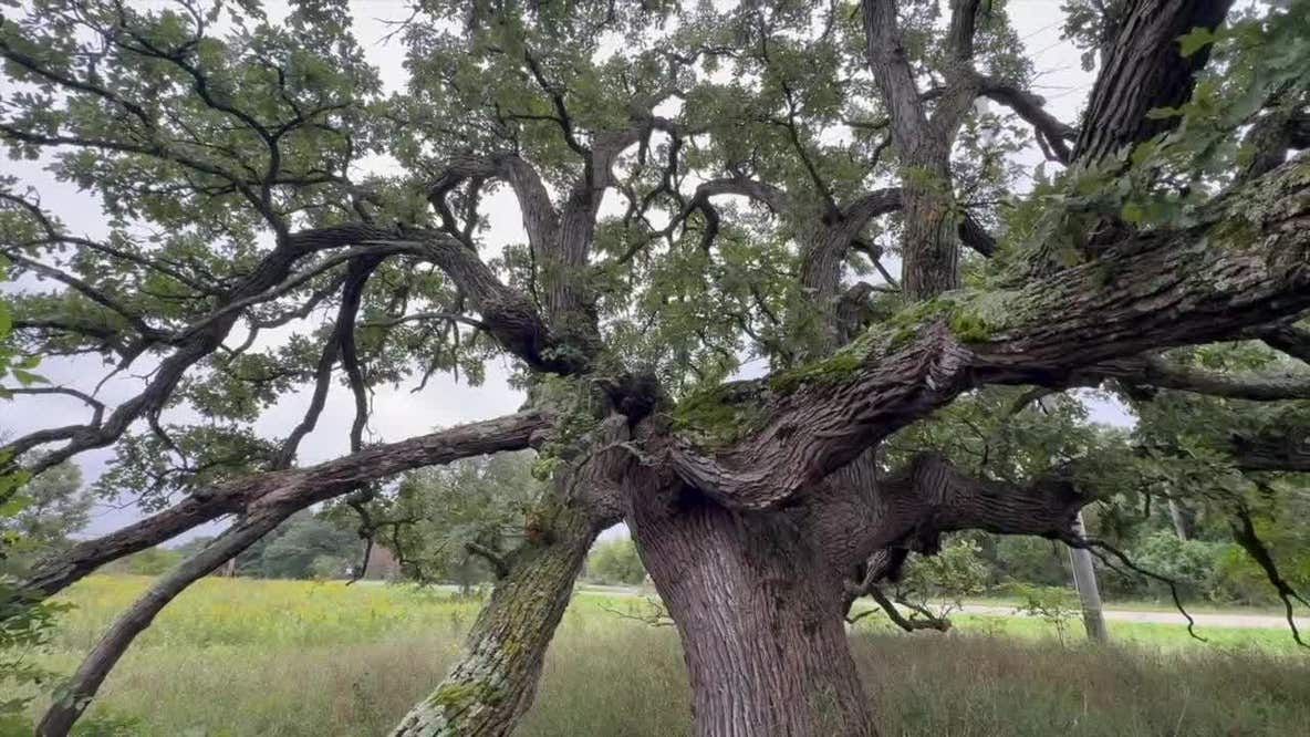 Wisconsin endangered oak ecosystems, 'OAKtoberfest' to help