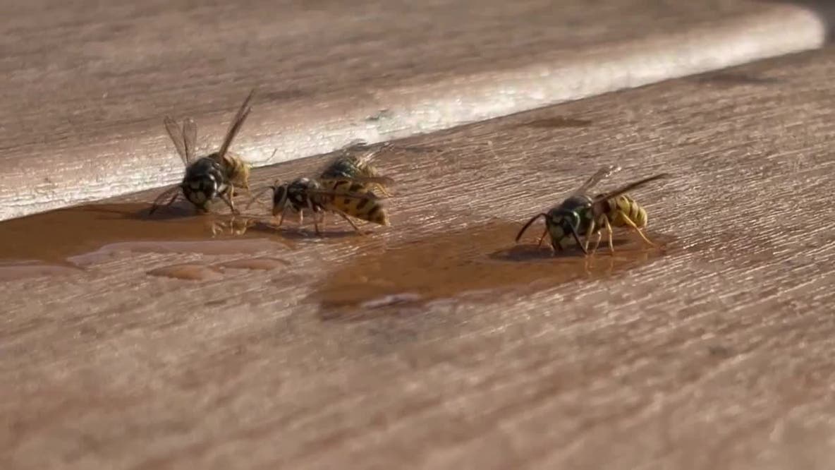 Yellowjacket swarms peak after mild winter, dry spring