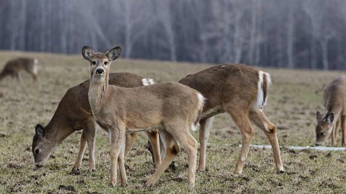Deer deaths from EHD continue to climb in Wisconsin; what we know