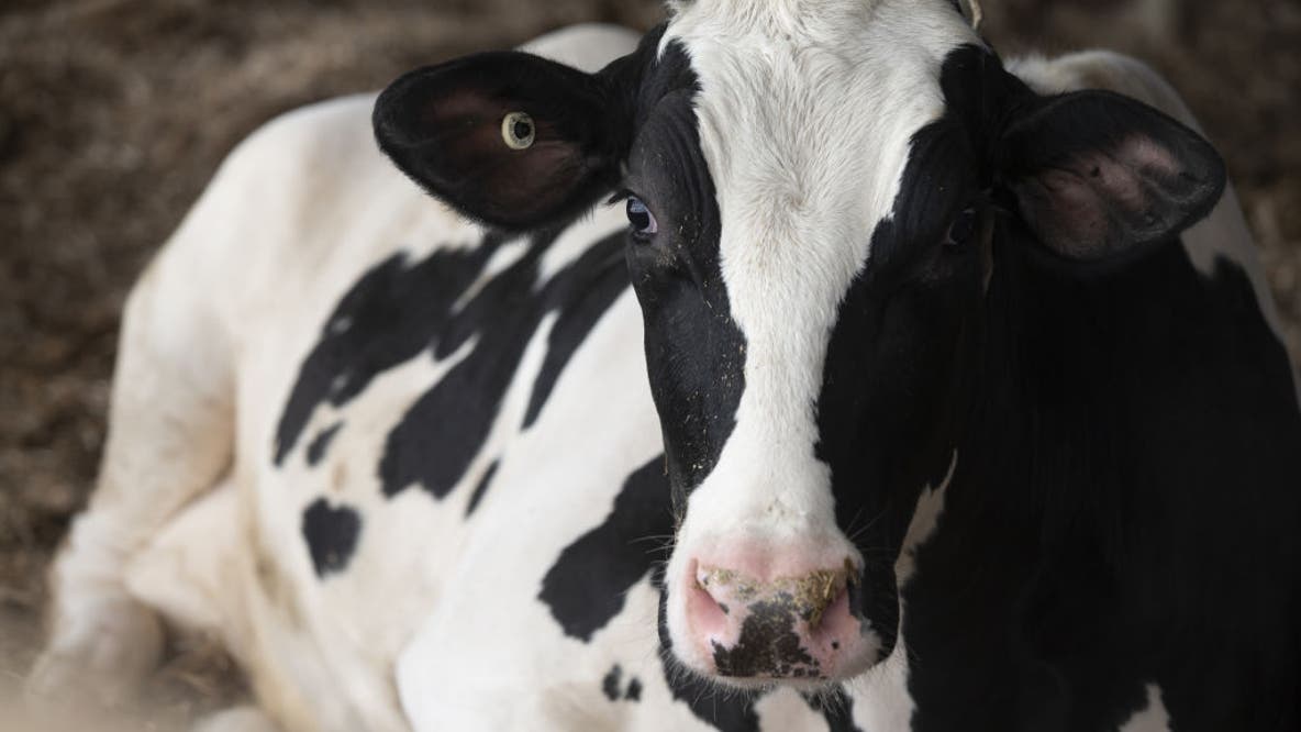 Waukesha County cattle test positive for epizootic hemorrhagic disease