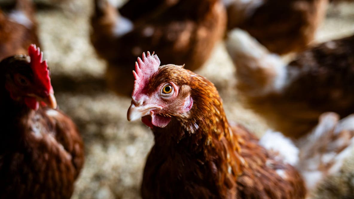 Bird flu confirmed in Barron County commercial poultry flock