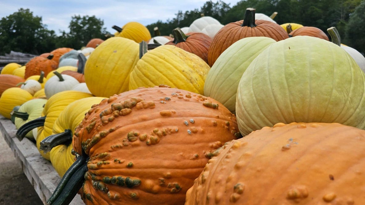Wisconsin weather and pumpkins; too soon to put them outside?