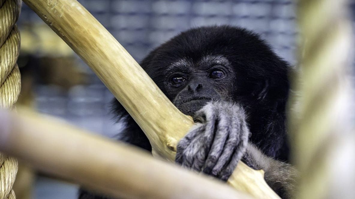 Racine Zoo's Robin the white-handed gibbon dies