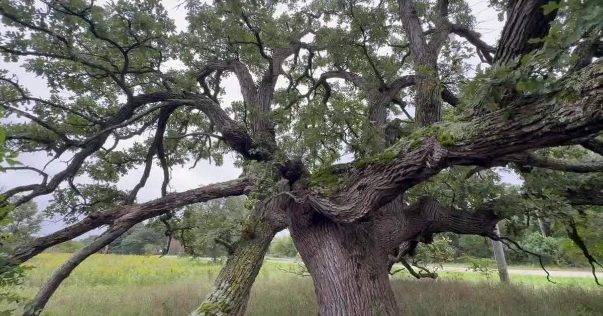 Wisconsin oak ecosystems endangered, event hopes to help restore habitat