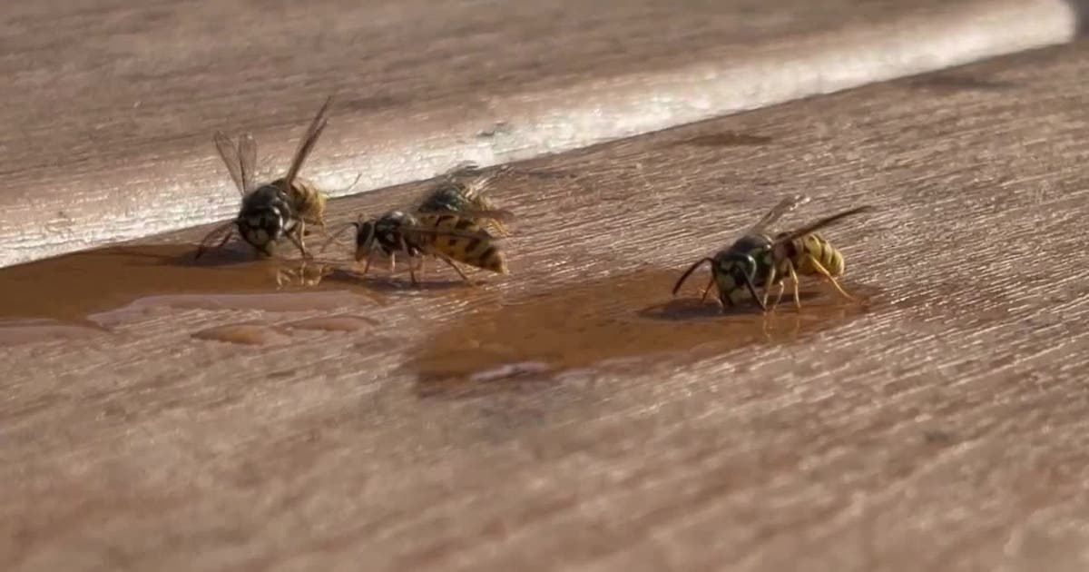 Yellowjacket swarms peak after mild winter, dry spring