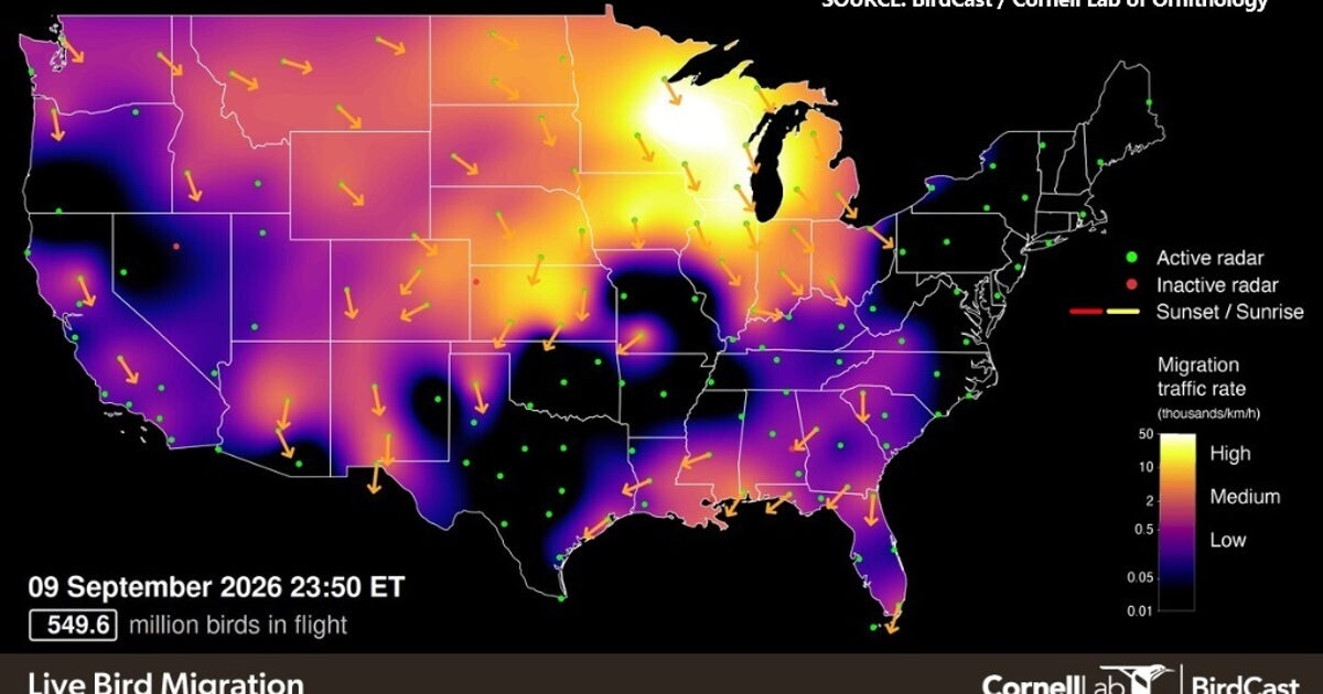 Massive bird migration: Most over Wisconsin, 550M across US