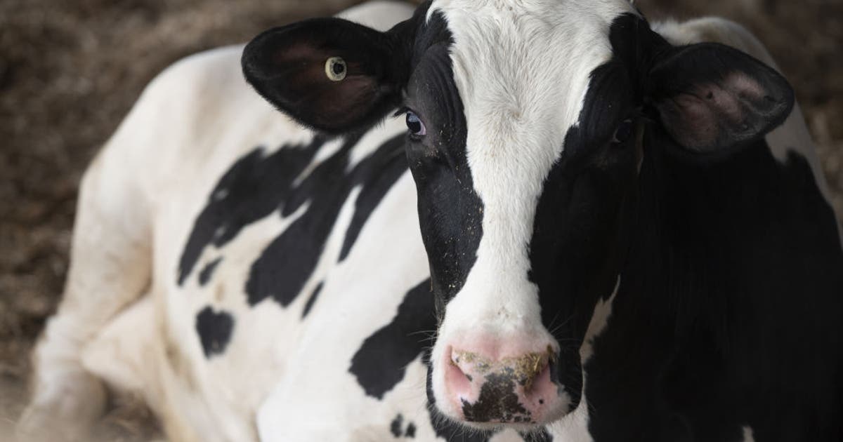 Waukesha County cattle test positive for EHD