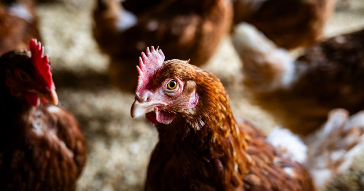 Bird flu confirmed in Barron County commercial poultry flock