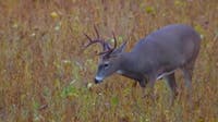 EHD infects 1,100+ deer in Washington County as DNR monitors outbreak