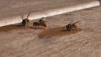Yellowjacket swarms peaking after mild winter, dry spring