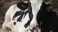 Waukesha County cattle test positive for EHD; here's what we know