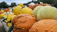 Is it too soon to put pumpkins outside? Weather has a big impact