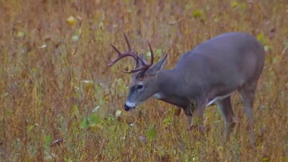 Washington County deer EHD cases surpass 1,100