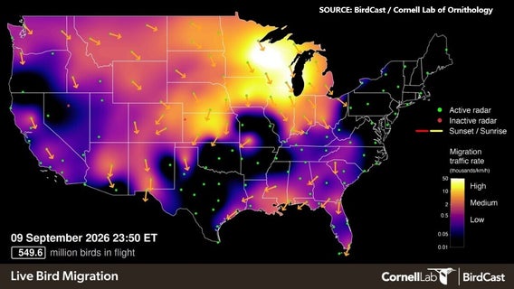 Massive bird migration: Most over Wisconsin, 550M across US