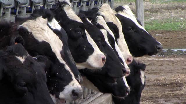 Waukesha County dairy cattle test positive for EHD; expert weighs in