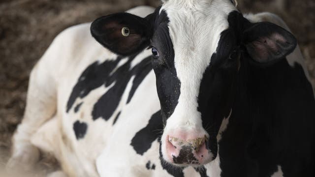 Waukesha County cattle test positive for EHD