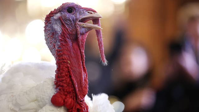 Bird flu confirmed in Barron County commercial poultry flock