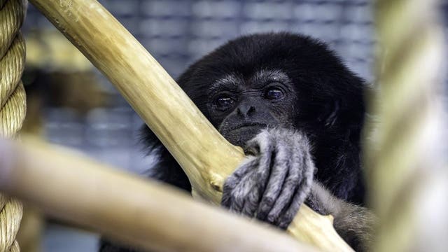 Racine Zoo's Robin the white-handed gibbon dies