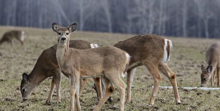 Wisconsin deer EHD outbreak reaches Fond du Lac, Jefferson counties