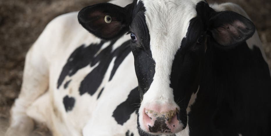 Waukesha County cattle test positive for EHD