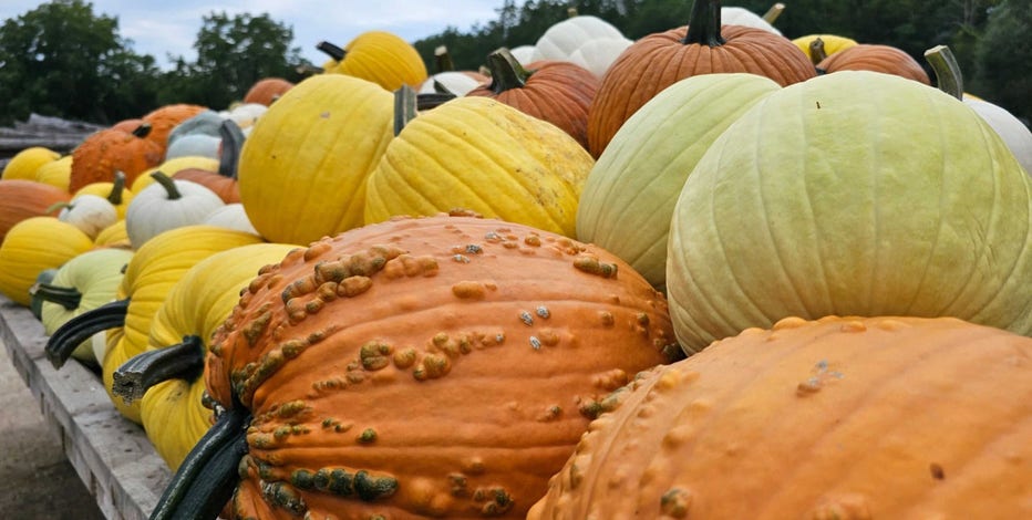 Wisconsin weather and pumpkins; too soon to put them outside?