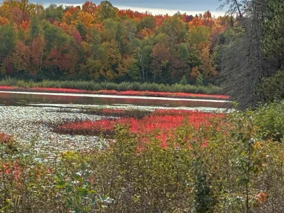 First to fall: Why do some trees change color earlier than others?