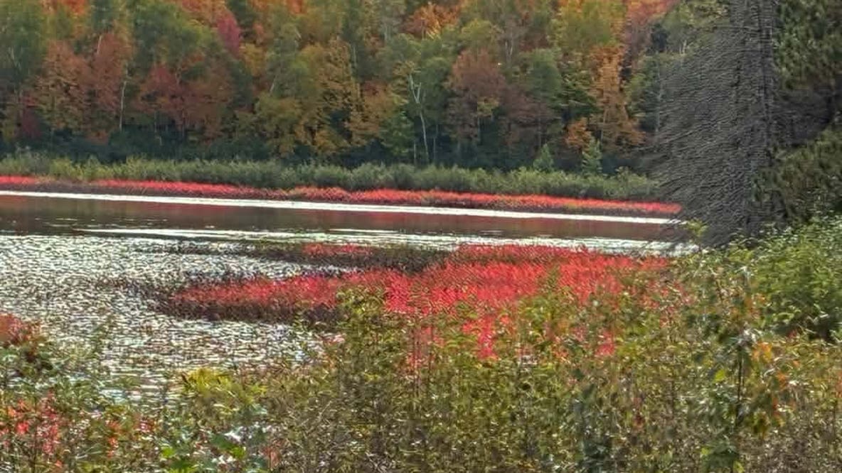 First to fall: Why do some trees change color earlier than others?