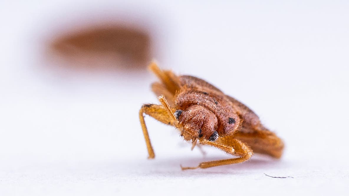 Bed bugs discovered at Lowell Elementary School in Waukesha