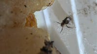Oconomowoc Chinese restaurant voluntarily closes, bugs found in food
