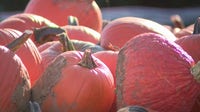 Weekend weather brings out pumpkin picking crowds