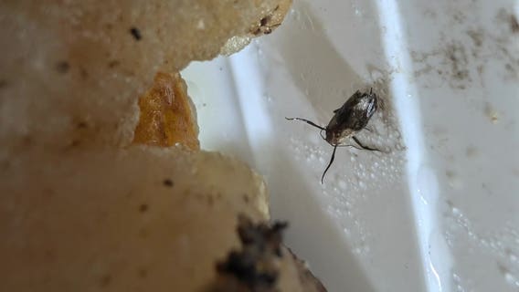 Oconomowoc Chinese restaurant voluntarily closes, bugs in food