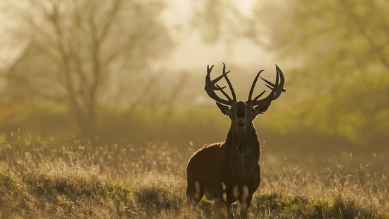 Deer-related crashes spike in the fall. Here's why.
