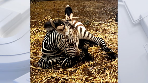 Racine Zoo welcomes newborn Hartmann’s mountain zebra