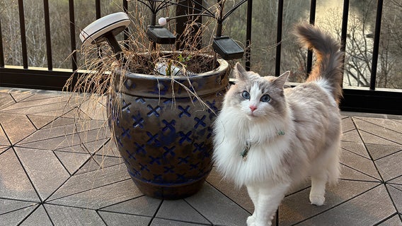 Milwaukee's top cat and dog names of 2026