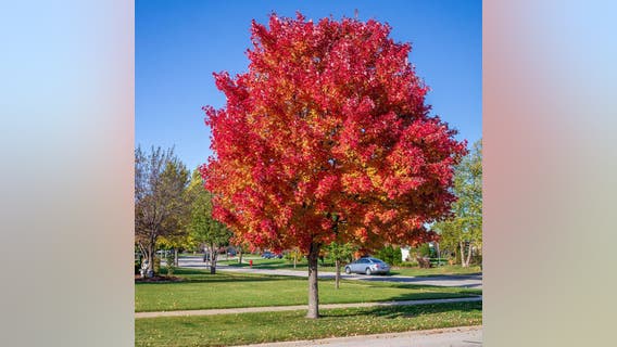 Fall colors under stress: How drought could change Wisconsin’s Autumn show