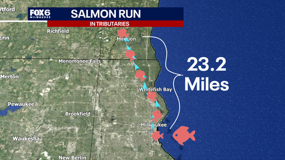 Where can you view the salmon running locally?
